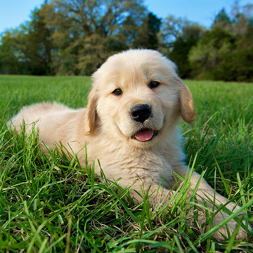 An adorable puppy lying in a field