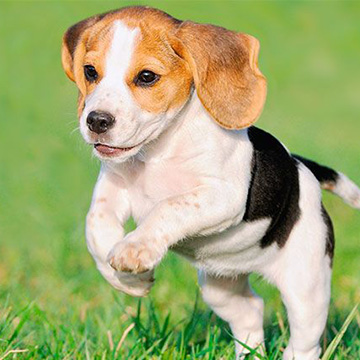 An adorable puppy jumping in a field