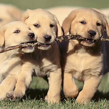 Three adorable puppies carrying a single stick, with a fourth puppy out of focus following behind them