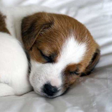 An adorable puppy sleeping